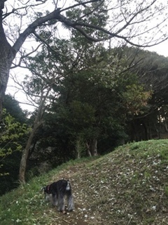 さくらのみち.jpg