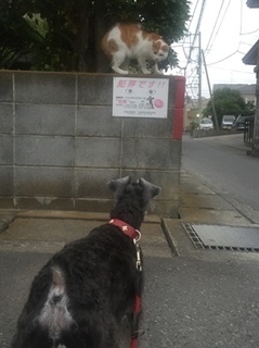 ねこ.jpg