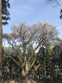 夫婦桜.jpg