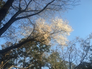 山桜.jpg