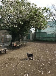 桜の木の下.jpg