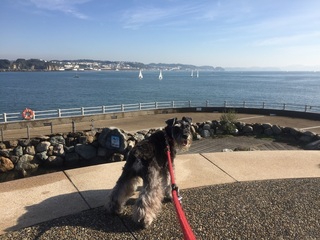 江の島.jpg