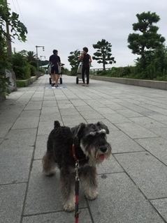 江の島への道.jpg