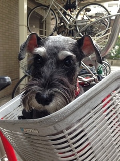 自転車のかご.jpg